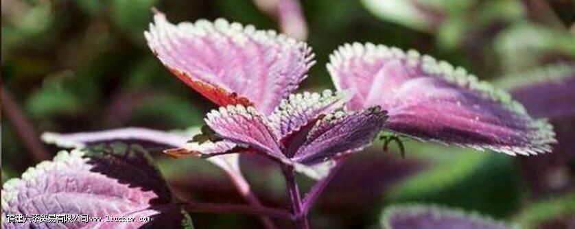 紫苏叶的功效和用法 紫苏叶的功效和用法