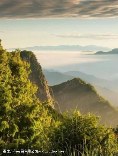阿里山高山茶是什么茶 阿里山高山茶是什么茶