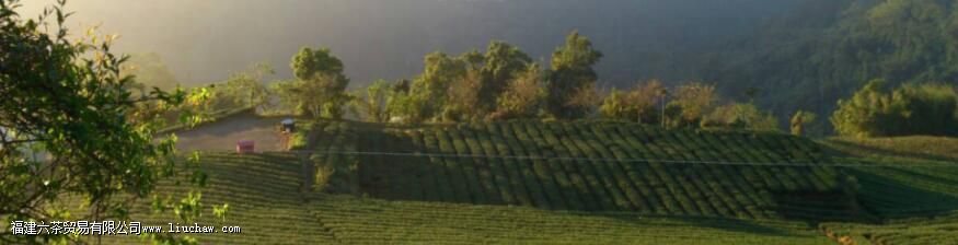 阿里山高山茶是什么茶 阿里山高山茶是什么茶