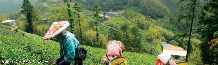 阿里山高山茶是什么茶 阿里山高山茶是什么茶