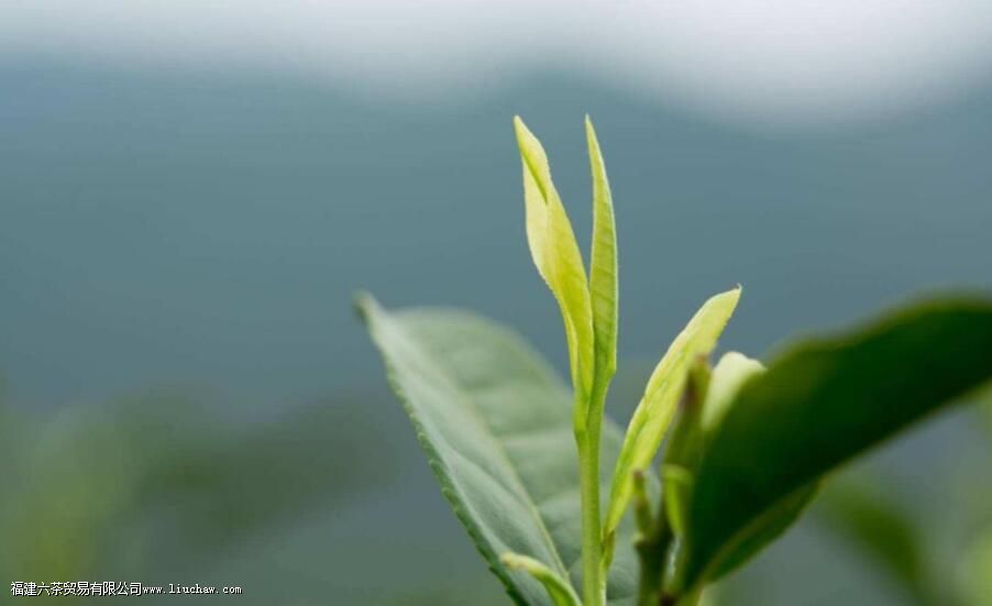 �����ײ��������