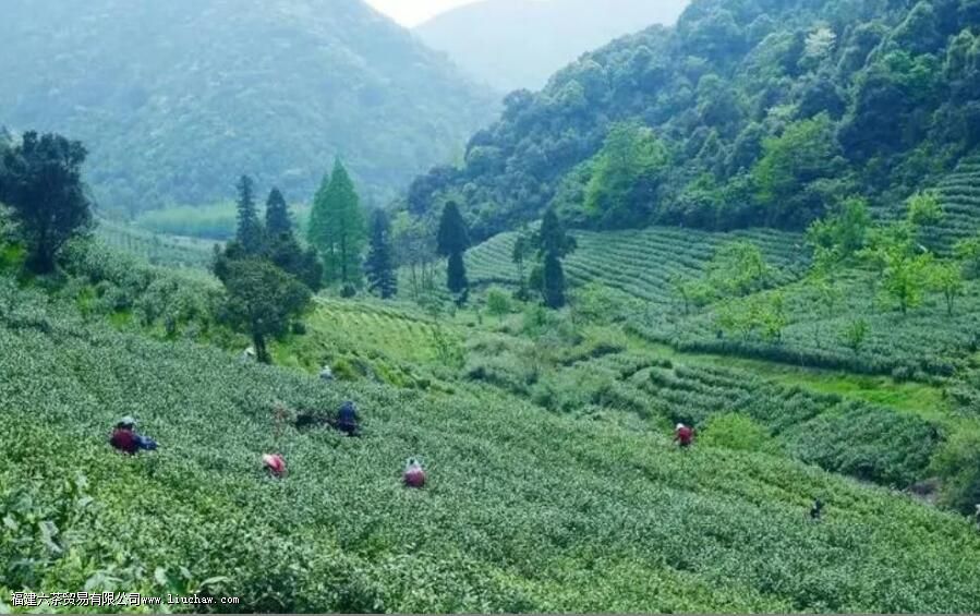安吉白茶是哪里产的 安吉白茶是哪里产的