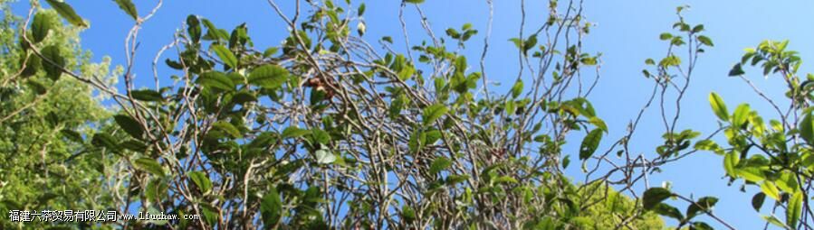 ��Ŵ��������ʲô�裬��ʲô�ص�