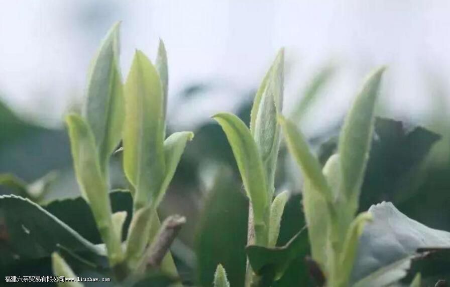 白茶,中国茶里的极简主义 白茶,中国茶里的极简主义