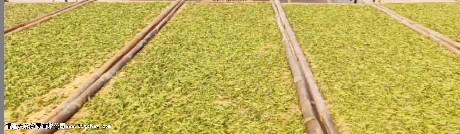 白茶,中国茶里的极简主义 白茶,中国茶里的极简主义