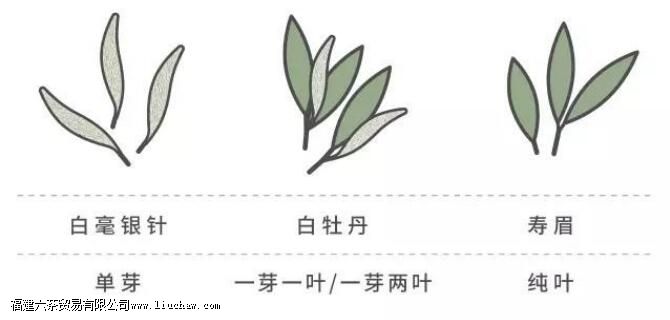 白茶,中国茶里的极简主义 白茶,中国茶里的极简主义