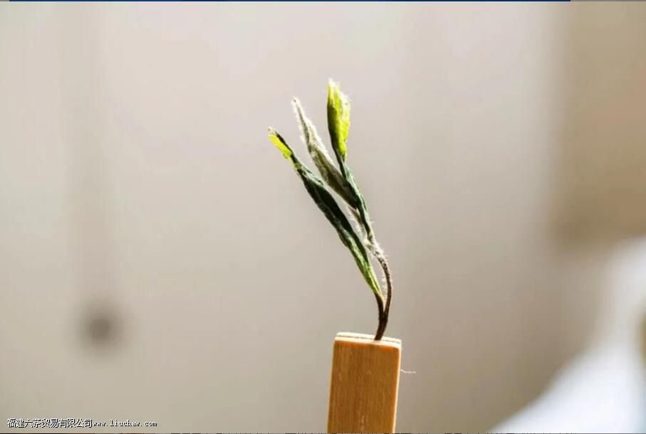 白茶的入口生津,是怎么感觉出来的 白茶的入口生津,是怎么感觉出来的