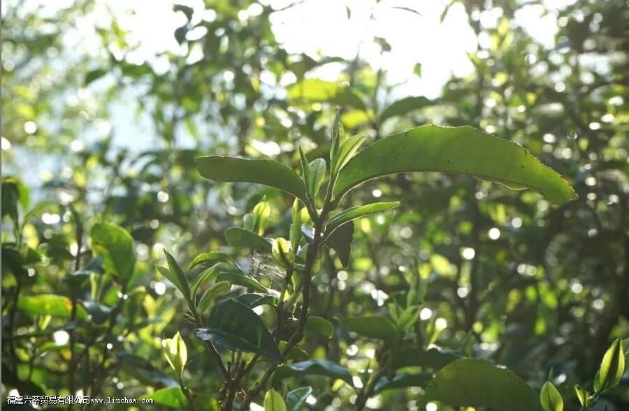 ��ݺɽ�ն�������Щ�ص�