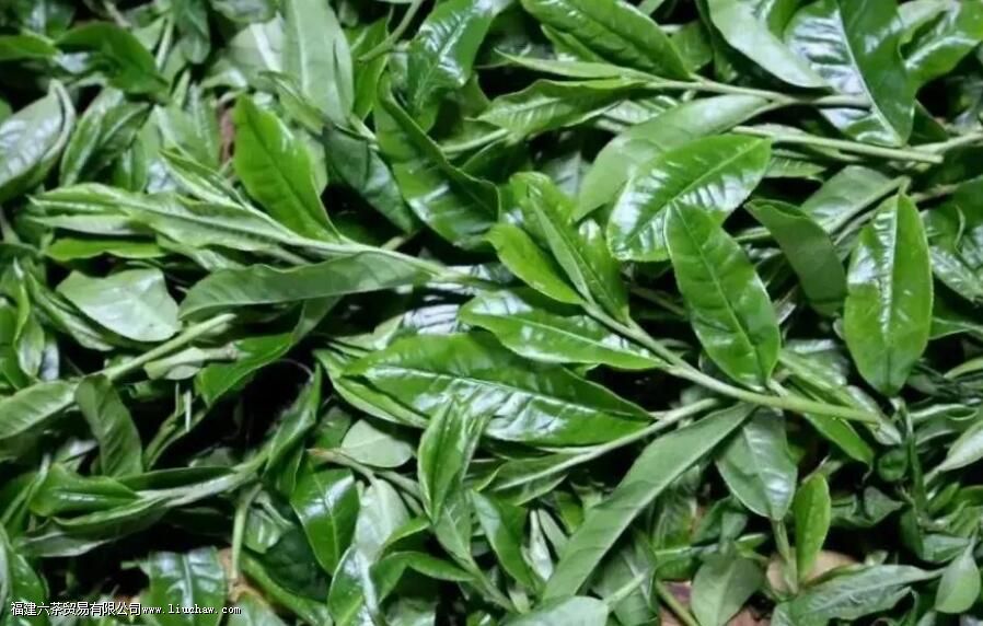 百花潭普洱茶的特点 百花潭普洱茶的特点