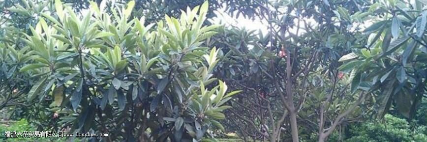 碧螺春是什么香气 碧螺春是什么香气