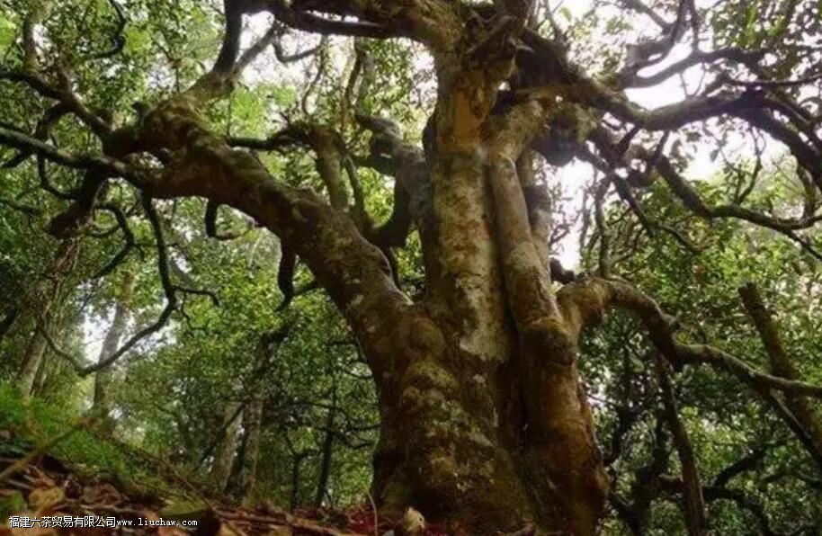 冰岛老寨古树茶的特点 冰岛老寨古树茶的特点