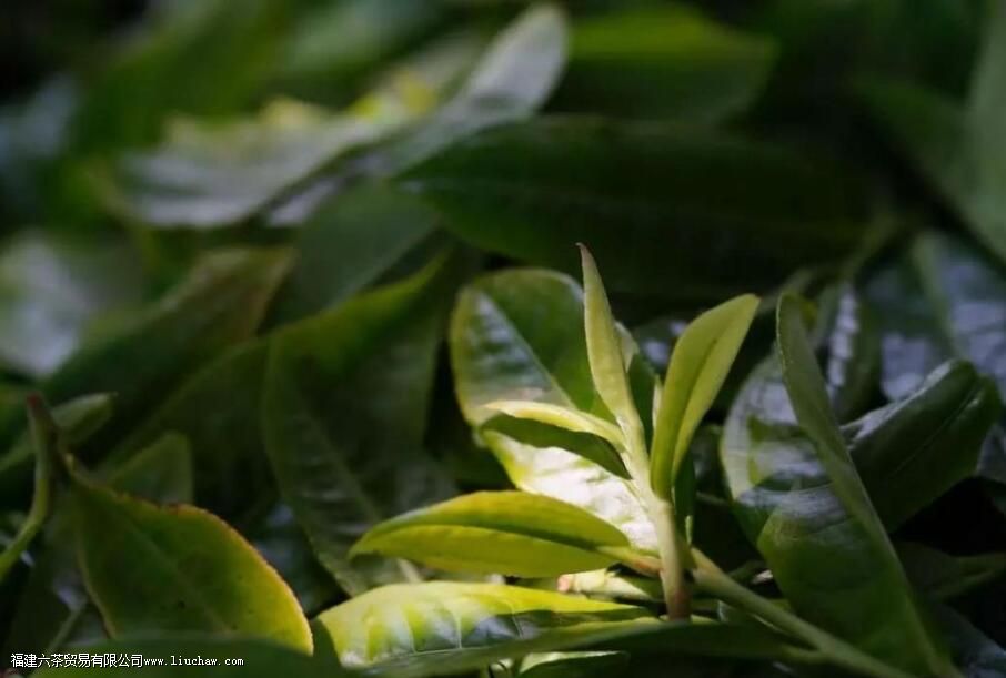 冰岛老寨古树茶的特点 冰岛老寨古树茶的特点