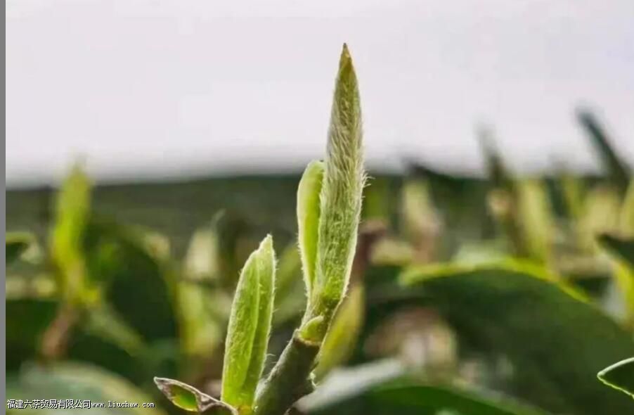 ��Ϫ��ײ���ʲô�ص�