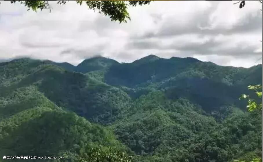 ����ɽ��Ҷ������