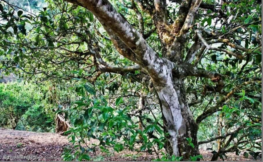 ����ɽ��Ҷ������