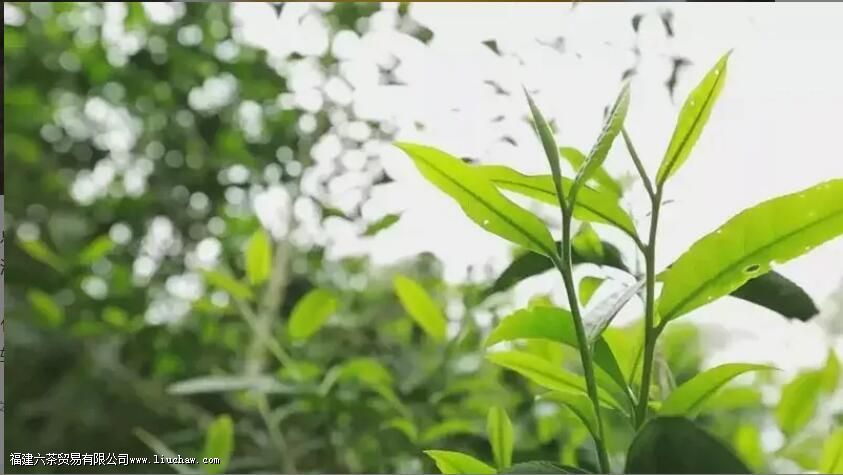 ����ɽ��Ҷ������