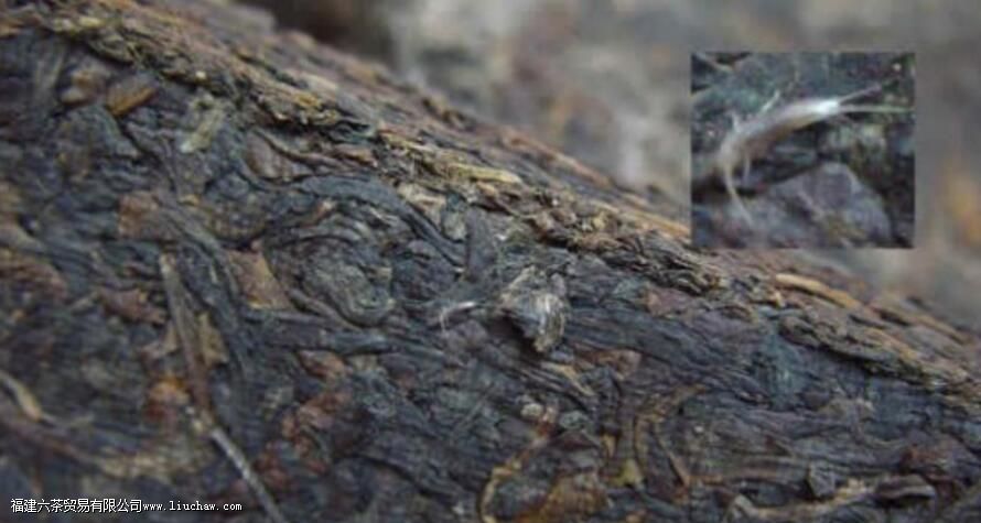 茶虫有什么作用是什么 茶虫有什么作用是什么