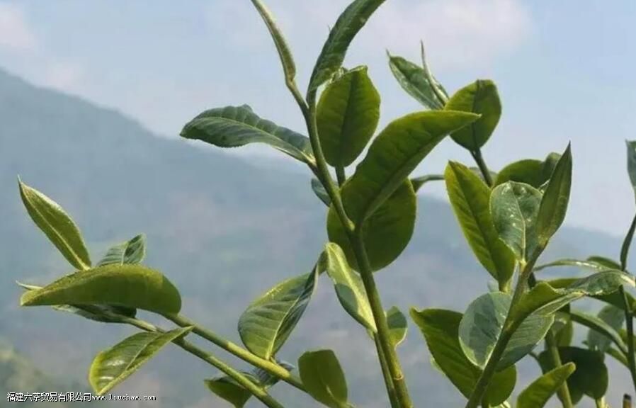 ������ʲô ���Ӷ�����Щ����