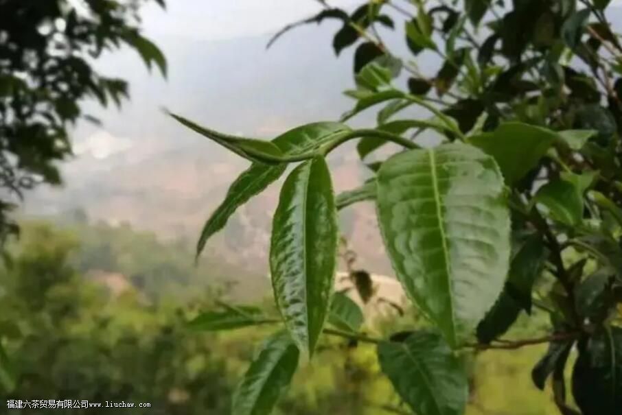 茶褐素是什么有哪些特点 茶褐素是什么有哪些特点