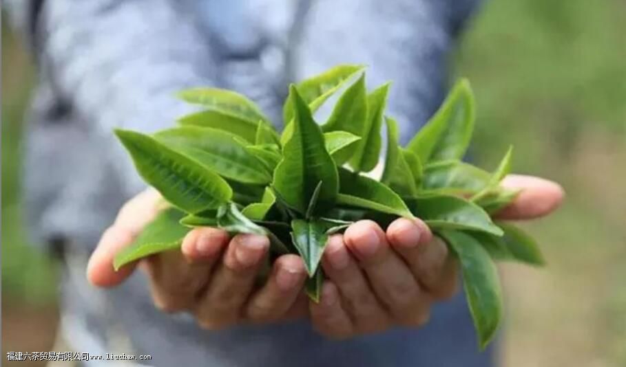 茶叶不炒能直接泡茶吗 茶叶不炒能直接泡茶吗