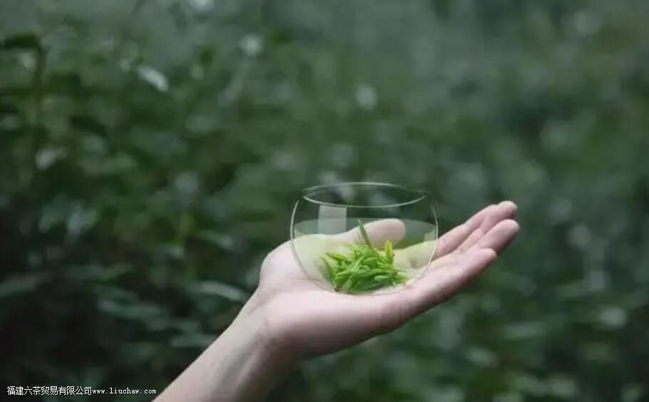 茶叶不炒能直接泡茶吗 茶叶不炒能直接泡茶吗