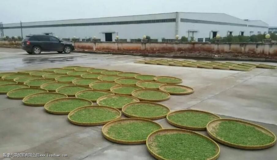 茶叶不炒能直接泡茶吗 茶叶不炒能直接泡茶吗