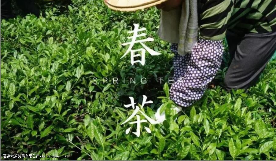 茶叶采摘的时间和季节是几月 茶叶采摘的时间和季节是几月