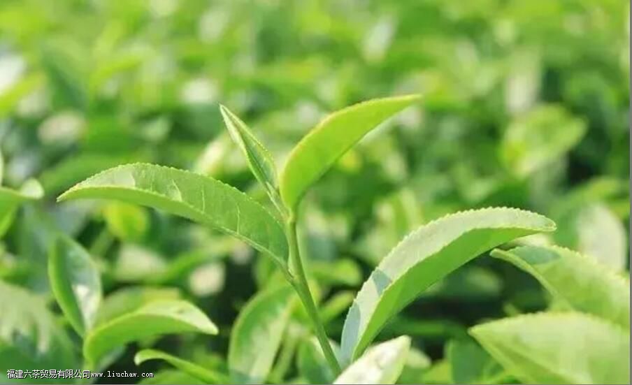 茶叶采摘的时间和季节是几月 茶叶采摘的时间和季节是几月