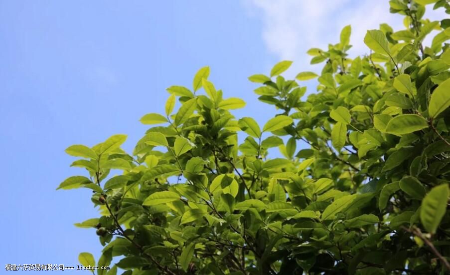 ��Ҷ���ڰ���7حһ�Ĵ�������������裬�Լ���Ҷ������֪ʶ