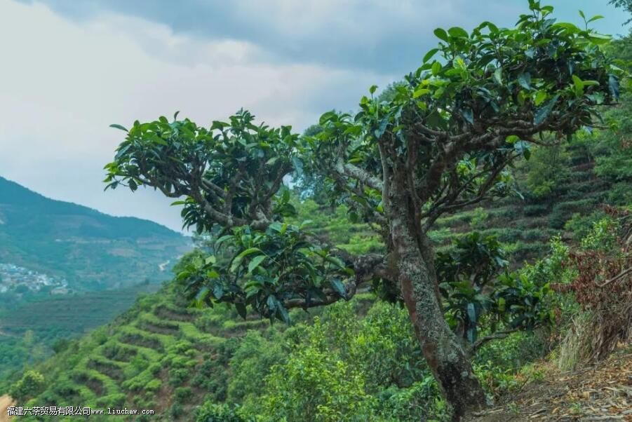 茶叶的耐泡度与什么有关 茶叶的耐泡度与什么有关