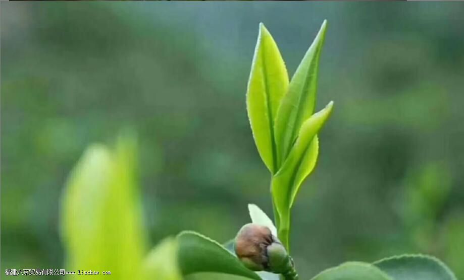 ��Ҷ������������������