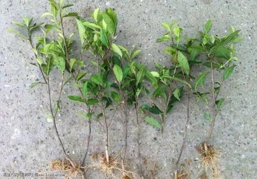 ��Ҷ������������������