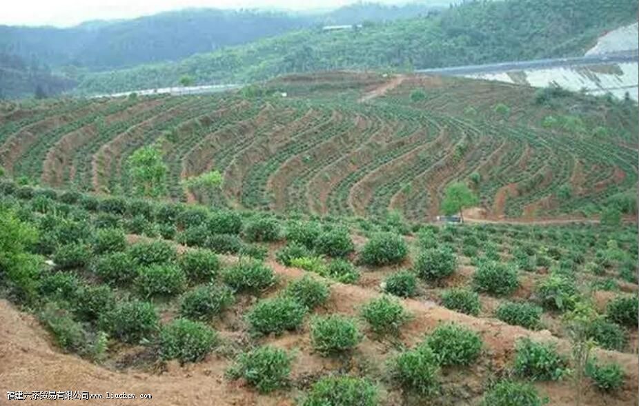 ��Ҷ������������������