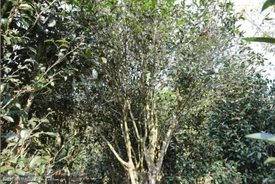 ��Ҷ������������������