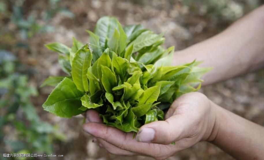 ��Ҷ������������������