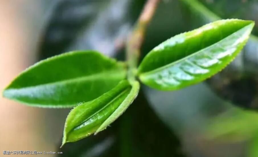 ��Ҷ������ʲô�ɷ�