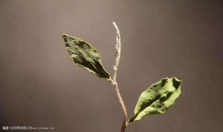 茶叶耐泡与否,和哪些因素有关 茶叶耐泡与否,和哪些因素有关