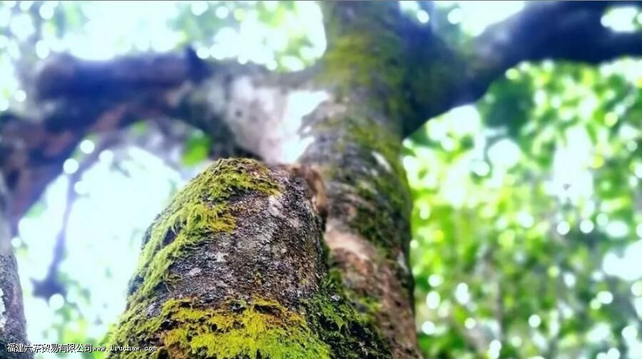 茶叶耐泡与否,和哪些因素有关 茶叶耐泡与否,和哪些因素有关