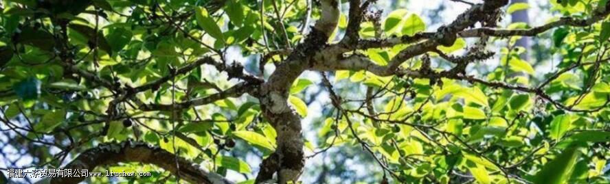 茶叶耐泡与否,和哪些因素有关 茶叶耐泡与否,和哪些因素有关