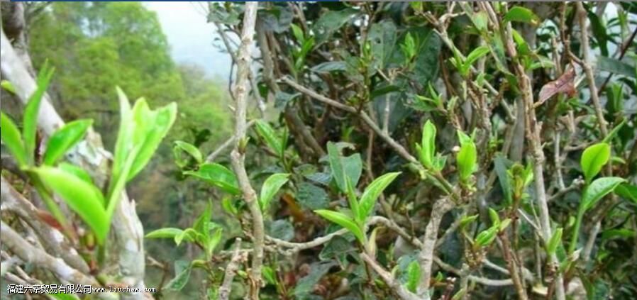 茶叶耐泡与否,和哪些因素有关 茶叶耐泡与否,和哪些因素有关