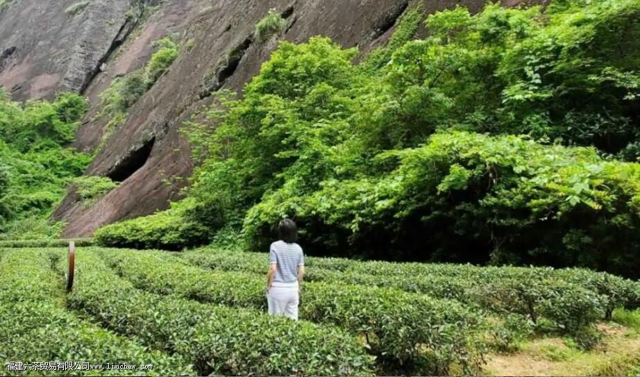 茶叶品质形成的主要因素是那些 茶叶品质形成的主要因素是那些