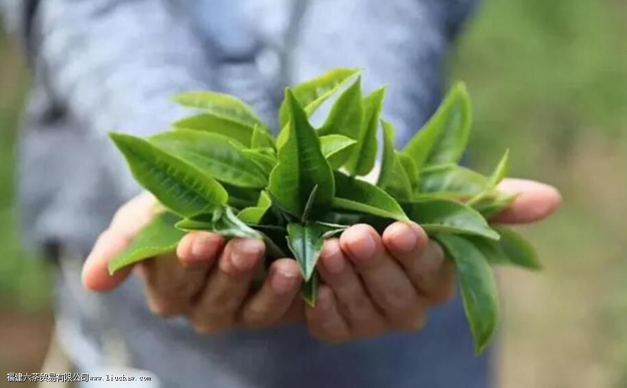 茶叶品质形成的主要因素是那些 茶叶品质形成的主要因素是那些