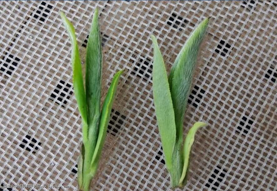 茶叶品质形成的主要因素是那些 茶叶品质形成的主要因素是那些