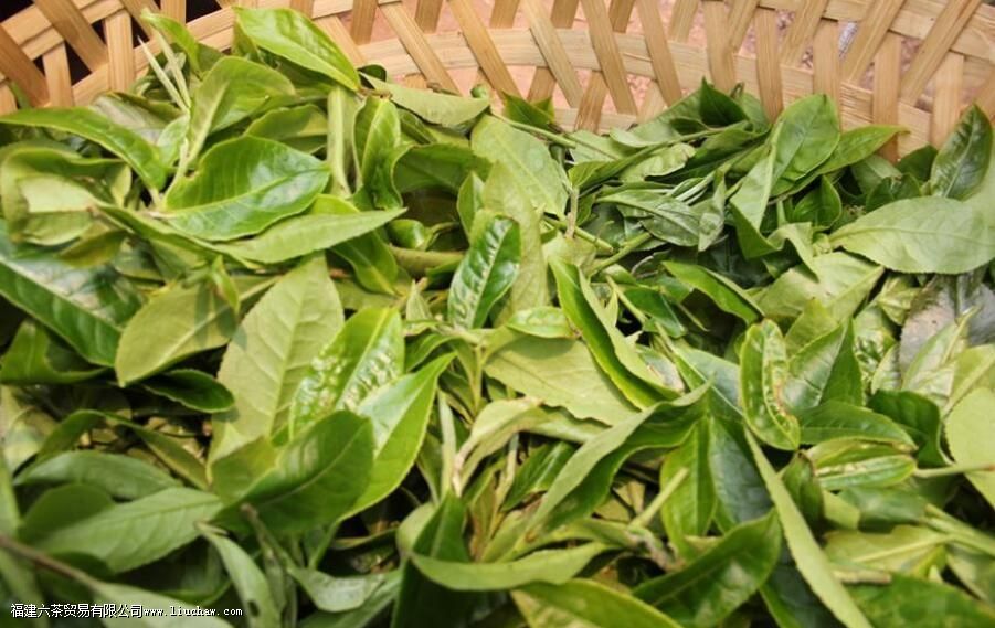 茶叶揉捻是什么意思 茶叶揉捻是什么意思
