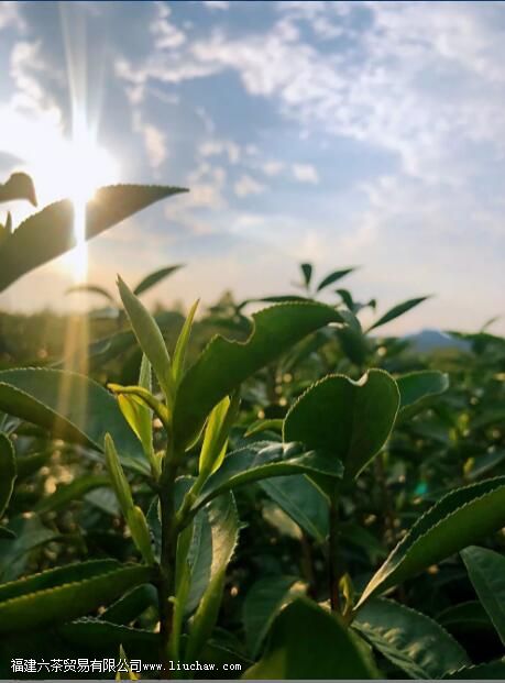 茶叶上的毛毛(茶毫)越多,茶的品质就一定越好 茶叶上的毛毛(茶毫)越多,茶的品质就一定越好