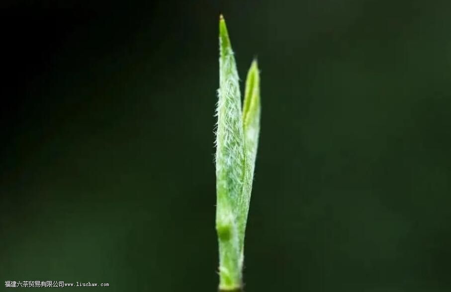 茶叶上的毛毛(茶毫)越多,茶的品质就一定越好 茶叶上的毛毛(茶毫)越多,茶的品质就一定越好