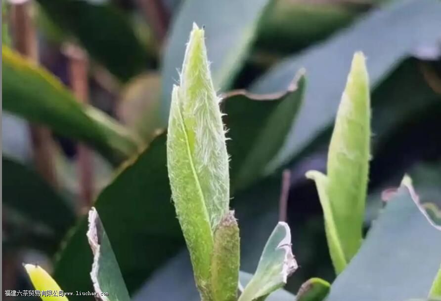 茶叶上的绒毛叫什么 茶叶上的绒毛叫什么