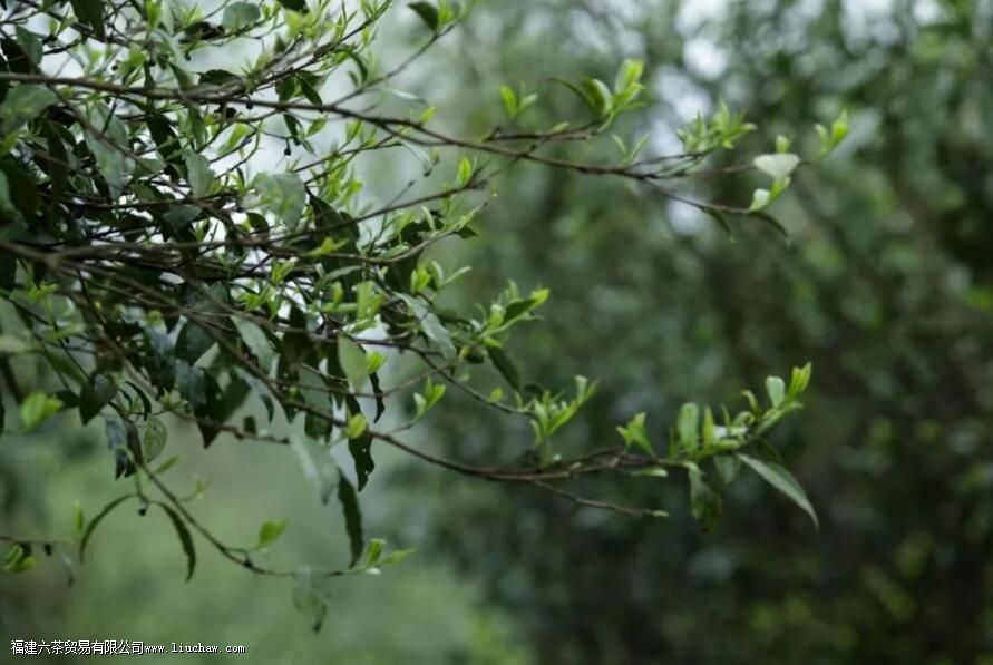 茶叶上的绒毛叫什么 茶叶上的绒毛叫什么