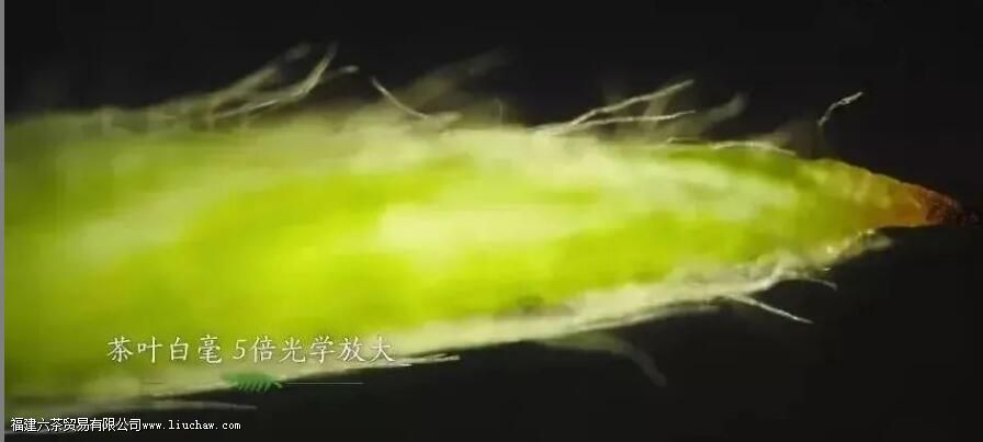 茶叶上的绒毛叫什么 茶叶上的绒毛叫什么