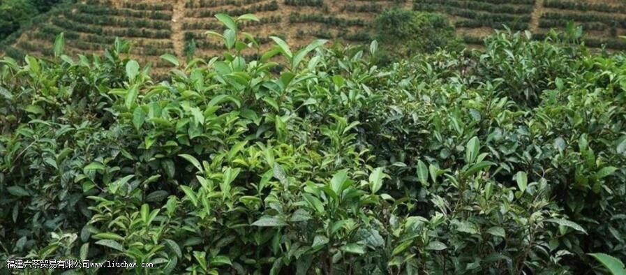 茶叶适合在什么环境下生长 茶叶适合在什么环境下生长